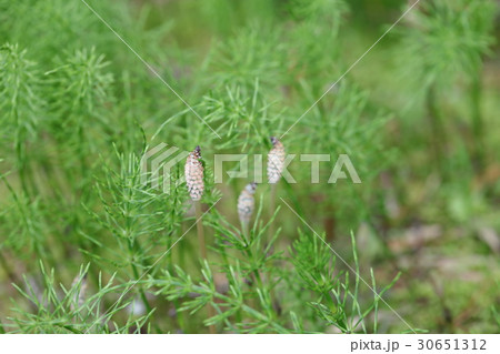 つくし つくし 30651312