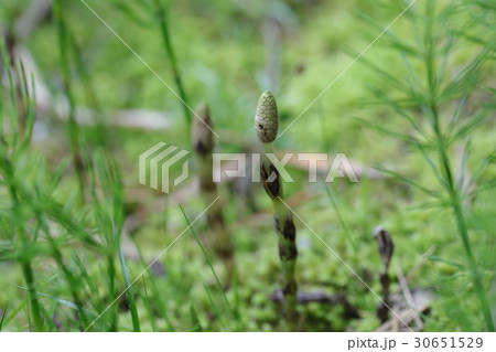 つくし つくし 30651529