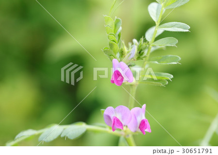 ヌスビトハギ 30651791