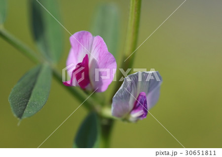 ヌスビトハギ 30651811