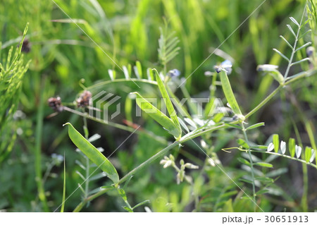 ヌスビトハギ 30651913