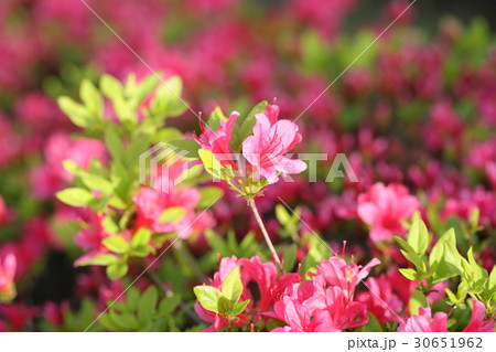 ツツジ ツツジ 30651962