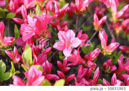 ツツジ 30651963