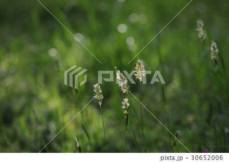 カゼクサ 30652006