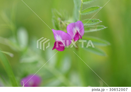 ヌスビトハギ 30652007