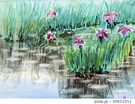 アイリス 花のスケッチ アイリス 花のスケッチ 30652051