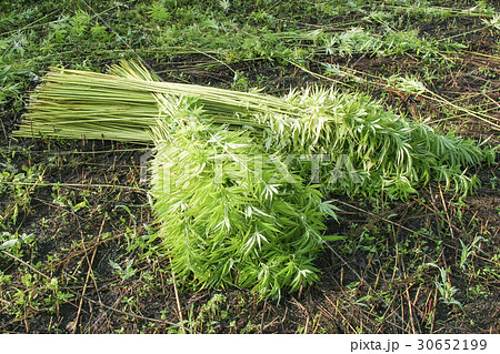 大麻畑 収穫 30652199