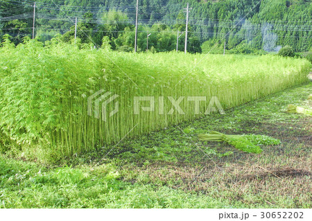 大麻畑 30652202