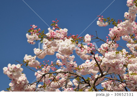 八重桜 30652531