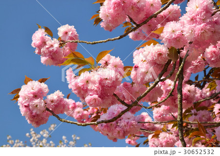 満開の八重桜 30652532