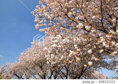 天平の丘の八重桜 天平の丘の八重桜 30652533
