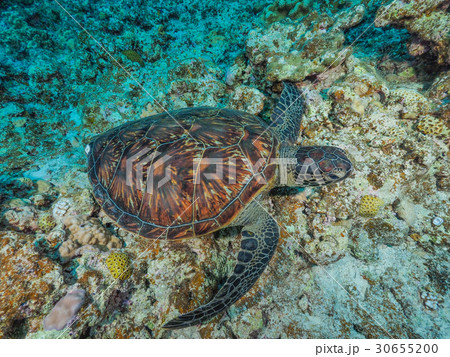 ウミガメ 30655200