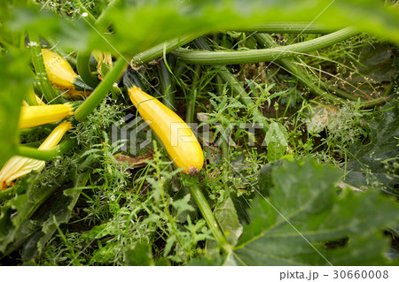 squashes at summer garden bed squashes at summer garden bed 30660008