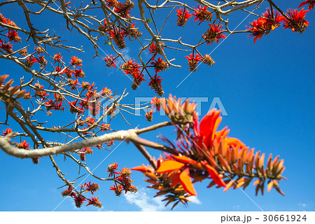 デイゴの花・沖縄の県花 30661924