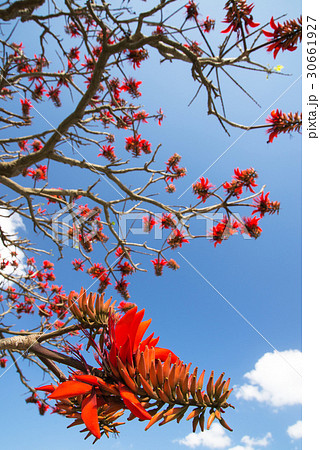 デイゴの花・沖縄の県花 30661927