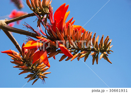 デイゴの花 沖縄の県花の写真素材