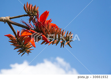 デイゴの花 沖縄の県花の写真素材