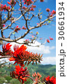 デイゴの花・沖縄の県花 30661934