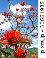 デイゴの花・沖縄の県花 30661935