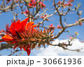 デイゴの花・沖縄の県花 30661936