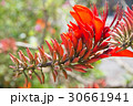 デイゴの花・沖縄の県花 30661941