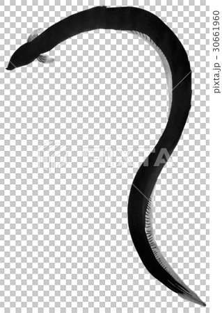 鰻魚（墨水的手繪插圖） 30661960