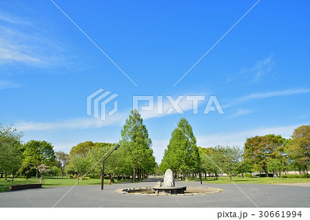 舎人公園のメタセコイヤ並木 30661994