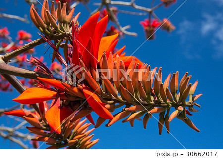 デイゴの花・沖縄の県花 30662017