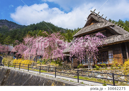 西湖いやしの里 30662275