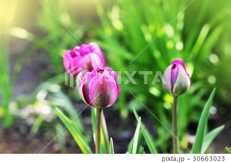 Spring background with tulip growing in garden Spring background with tulip growing in garden 30663023