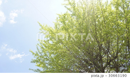 初夏の新緑と青空 30663190