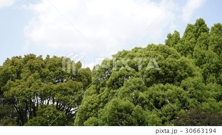 青空と緑の木 30663194