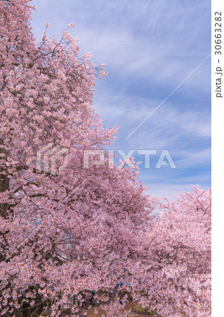 甲州蚕影桜 甲州蚕影桜 30663282