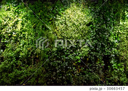 壁面緑化 30663457