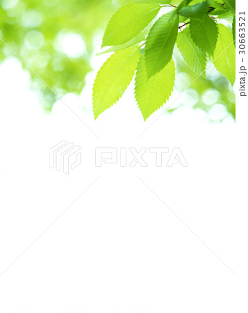新緑のケヤキ 新緑のケヤキ 30663521