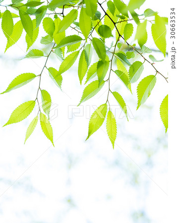 新緑のケヤキ 新緑のケヤキ 30663534