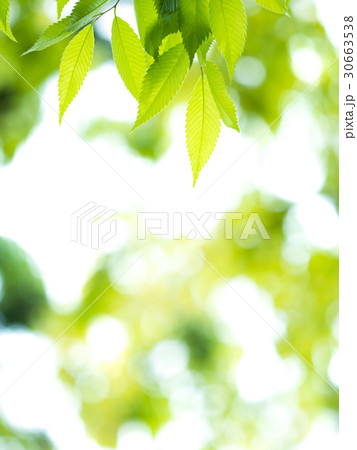 新緑のケヤキ 新緑のケヤキ 30663538
