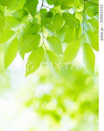 新緑のケヤキ 新緑のケヤキ 30663543