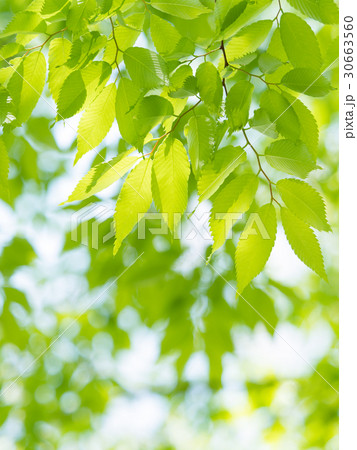 新緑のケヤキ 新緑のケヤキ 30663560