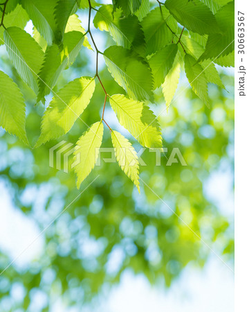 新緑のケヤキ 30663567