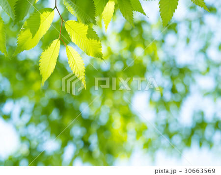 新緑のケヤキ 新緑のケヤキ 30663569