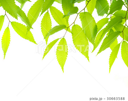 新緑のケヤキ 新緑のケヤキ 30663588