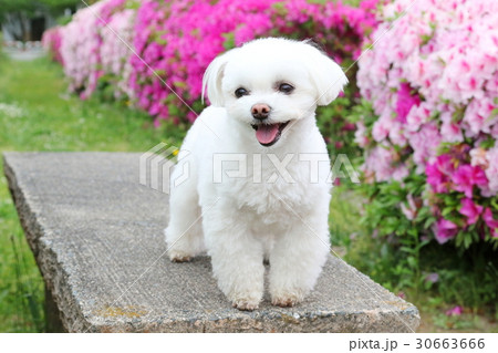 マルチーズ 30663666