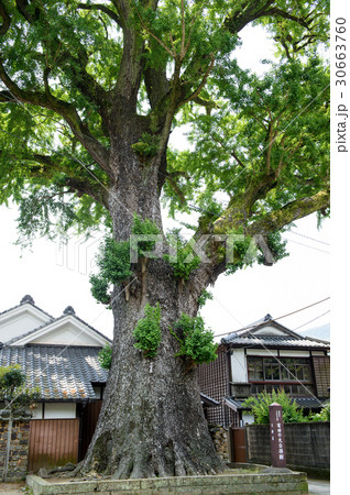 大イチョウ　佐賀県 30663760