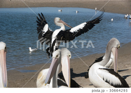 動物 動物学 鳥 30664293