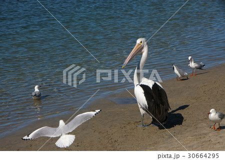 動物 動物学 鳥 30664295