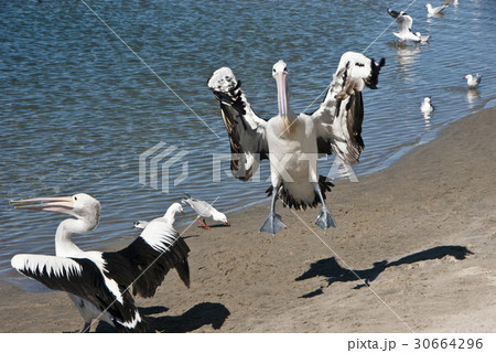 動物 動物学 鳥 30664296