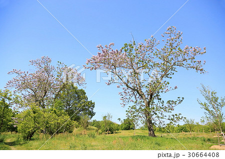 キリの花 30664408