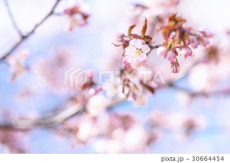 桜（ハイキー） 30664454