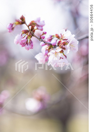 桜（咲きはじめ ネガフィルム調） 30664456
